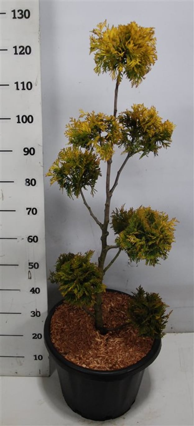 Thuja occ. 'Yellow Ribbon' - 80-100 CM PonPon Cont.